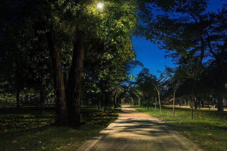 Park pathway lit by overhead lamp among dense trees at twilight